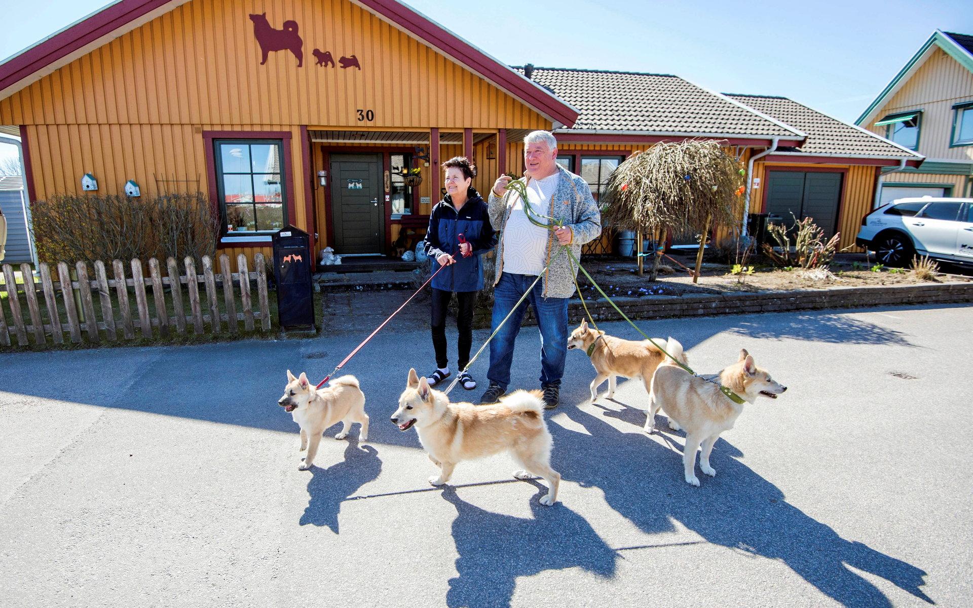 I 20 år har paret Hagsäter drivit Gnipagrottans kennel från sitt hus på Fyllinge och har lång erfarenhet av hur hundköp bör gå till. 