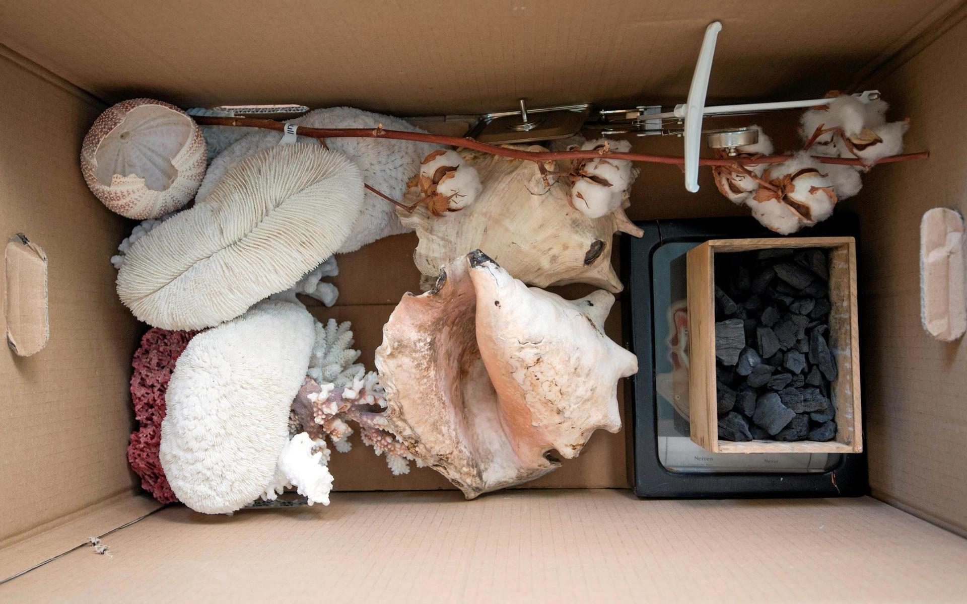 ”Jag vet inte ens vad allt detta är, vi behöver hjälp med att gå igenom grejerna” säger skoladministratören Åsa Ojala som nästan försvunnit ner i en stor flyttlåda med gamla snäckor och koraller.