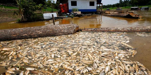 Var tionde delfin död i badkarsvarm sjö | Hallandsposten