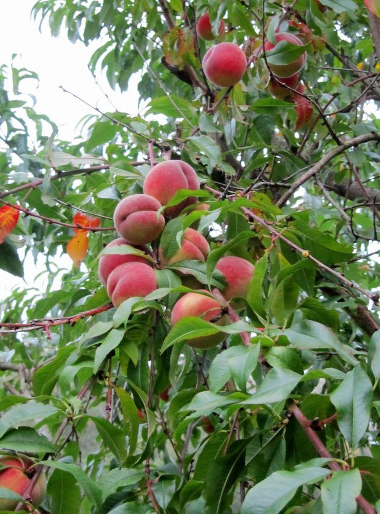 Läskande frukt. Ett överraskande inslag i Karins trädgård är persikoträdet som har överlevt det svenska klimatet. En sommar gav trädet 20 kilo frukt. Bild: Privat
