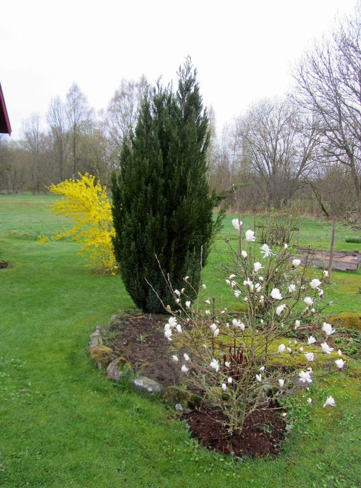 Effektfullt. Den vita magnolian får sällskap av en mörka cypress och bakom den en knallgula forsythia. Karin tycker om att blanda olika färger och former. Bild: Privat