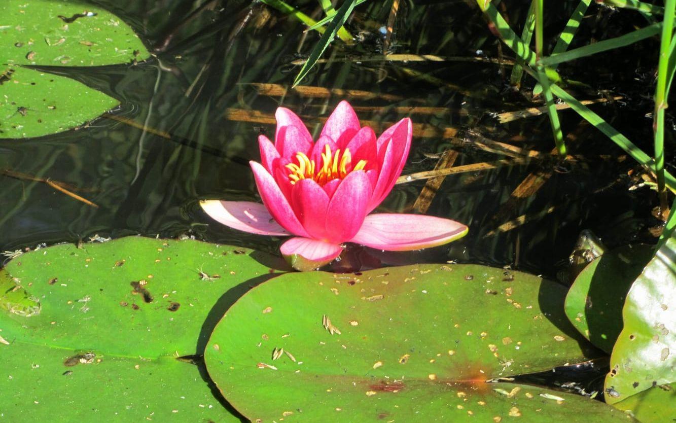 Lyser upp. I dammen blommar näckrosorna på sommaren. Bild: Privat