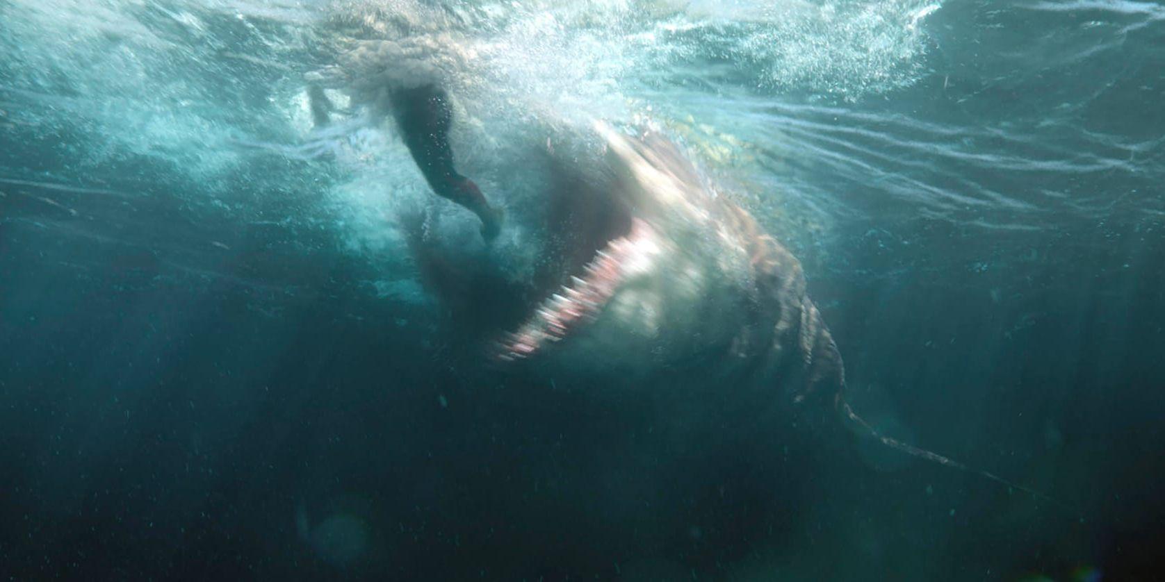 Megalodonen antas ha dött ut för 2,6 miljoner år sedan – eller? På bio gör hajen nu en blodtörstig comeback. Men hur väl stämmer den filmiska versionen med verkligheten? På bilden syns jättehajens tänder och käft tydligt, något som filmmakarna lyckats väl med, enligt experten Hans Sues. Pressbild.