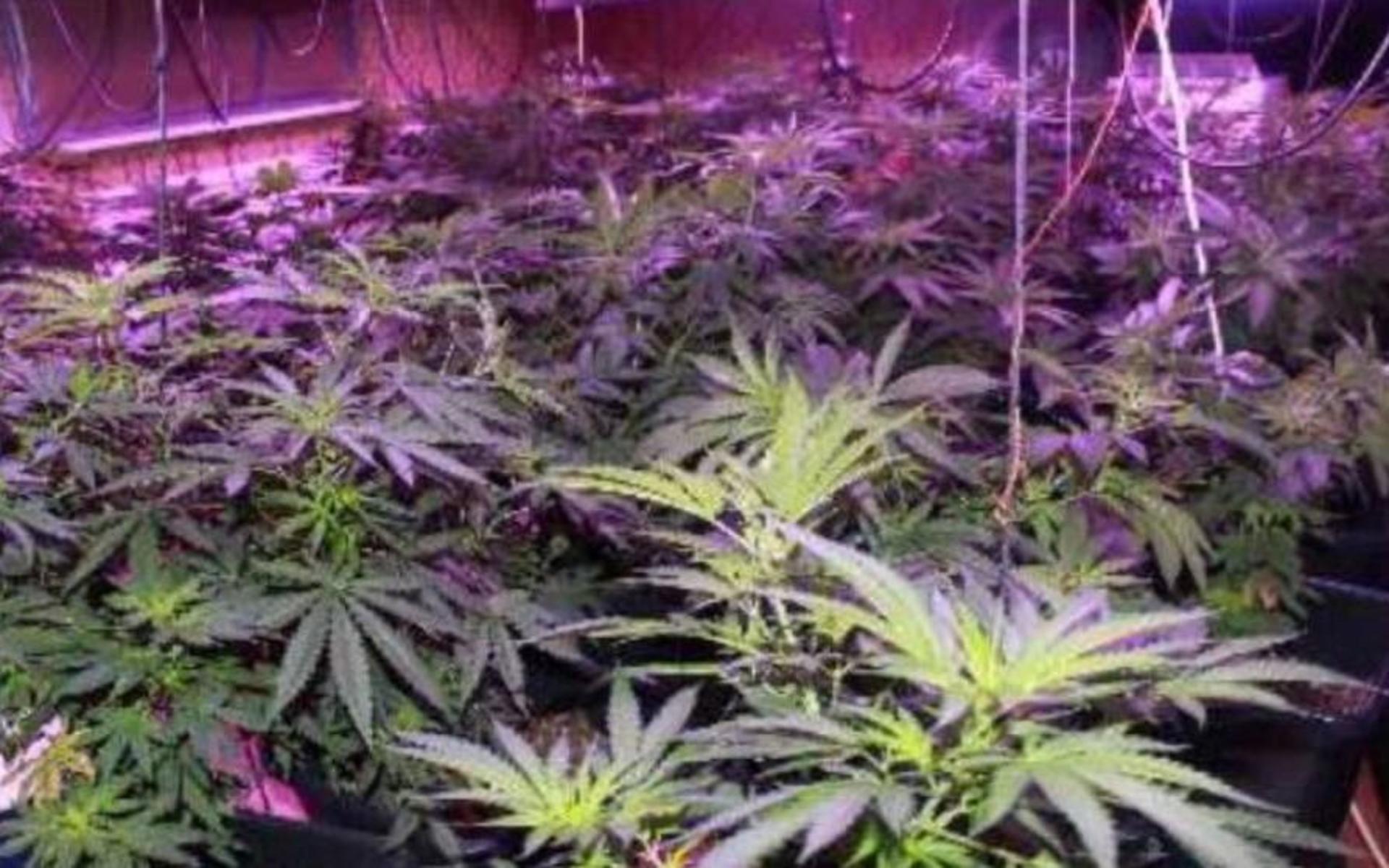 I 36-åringens dator hittade polisen bilder på en cannabisodling. Han åtalas för flera grova narkotikabrott, däribland försäljning, innehav och framställning.