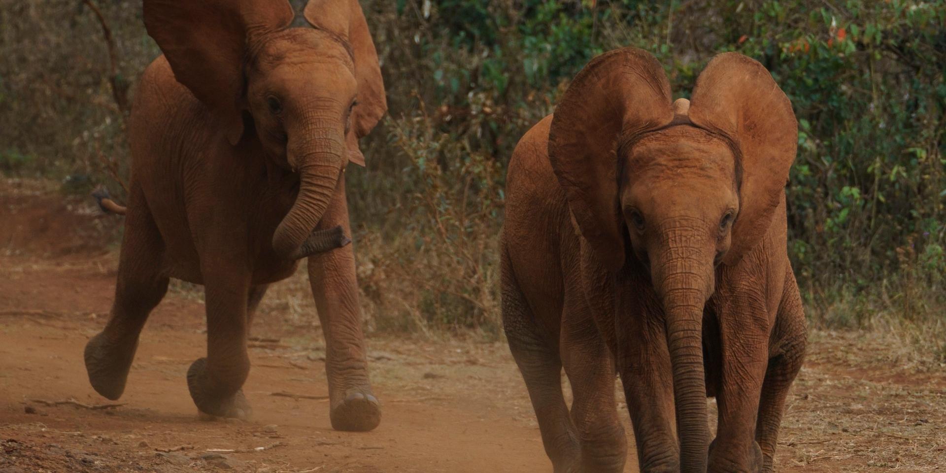 Kenyas elefantbestånd ökar, visar en ny mantalsskrivning för djur. Arkivbild.