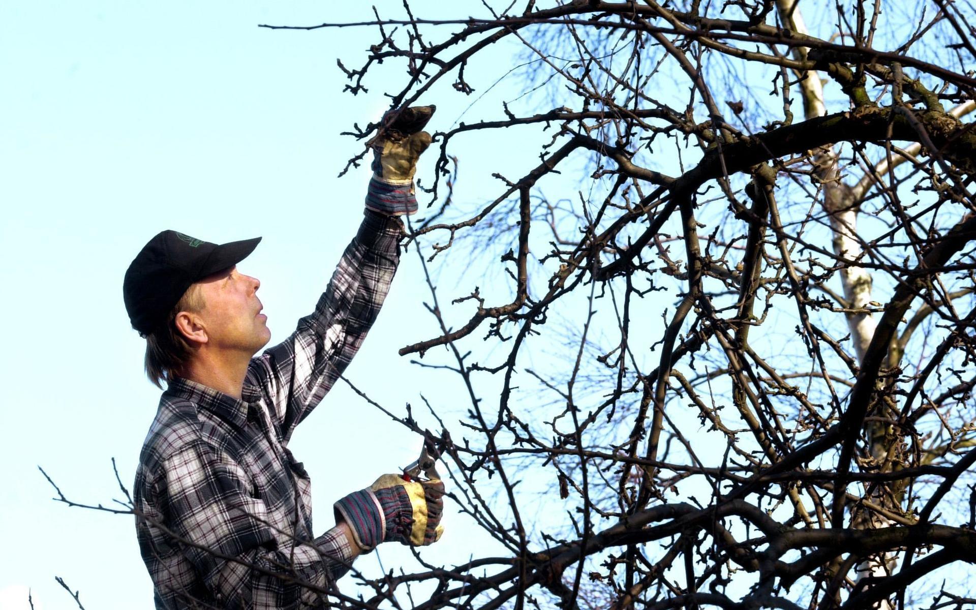 En parkarbetare klipper fruktträd, ett jobb som också kan göras i JAS-perioden, juli, augusti, september, då gallring och klippning med fördel slås ihop.