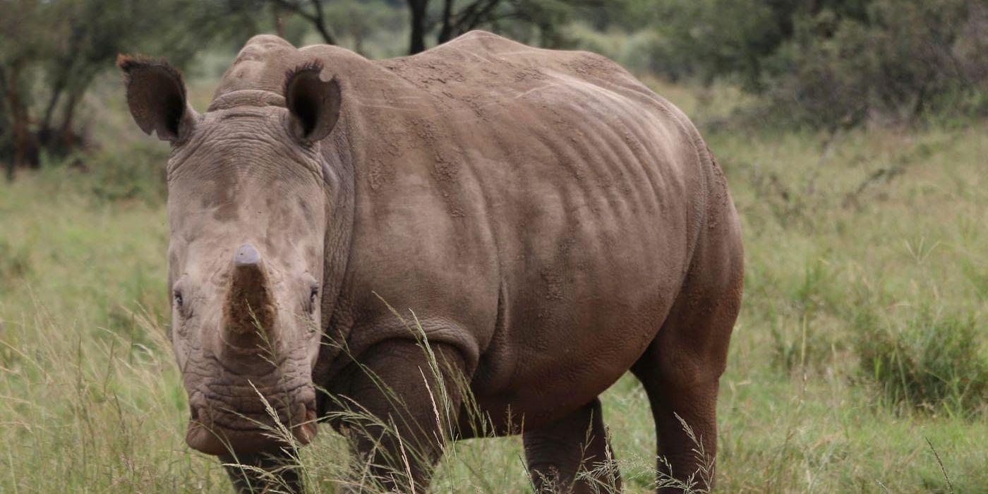 Tjuvjakten på noshörningar minskar för fjärde året i rad. Arkivbild.