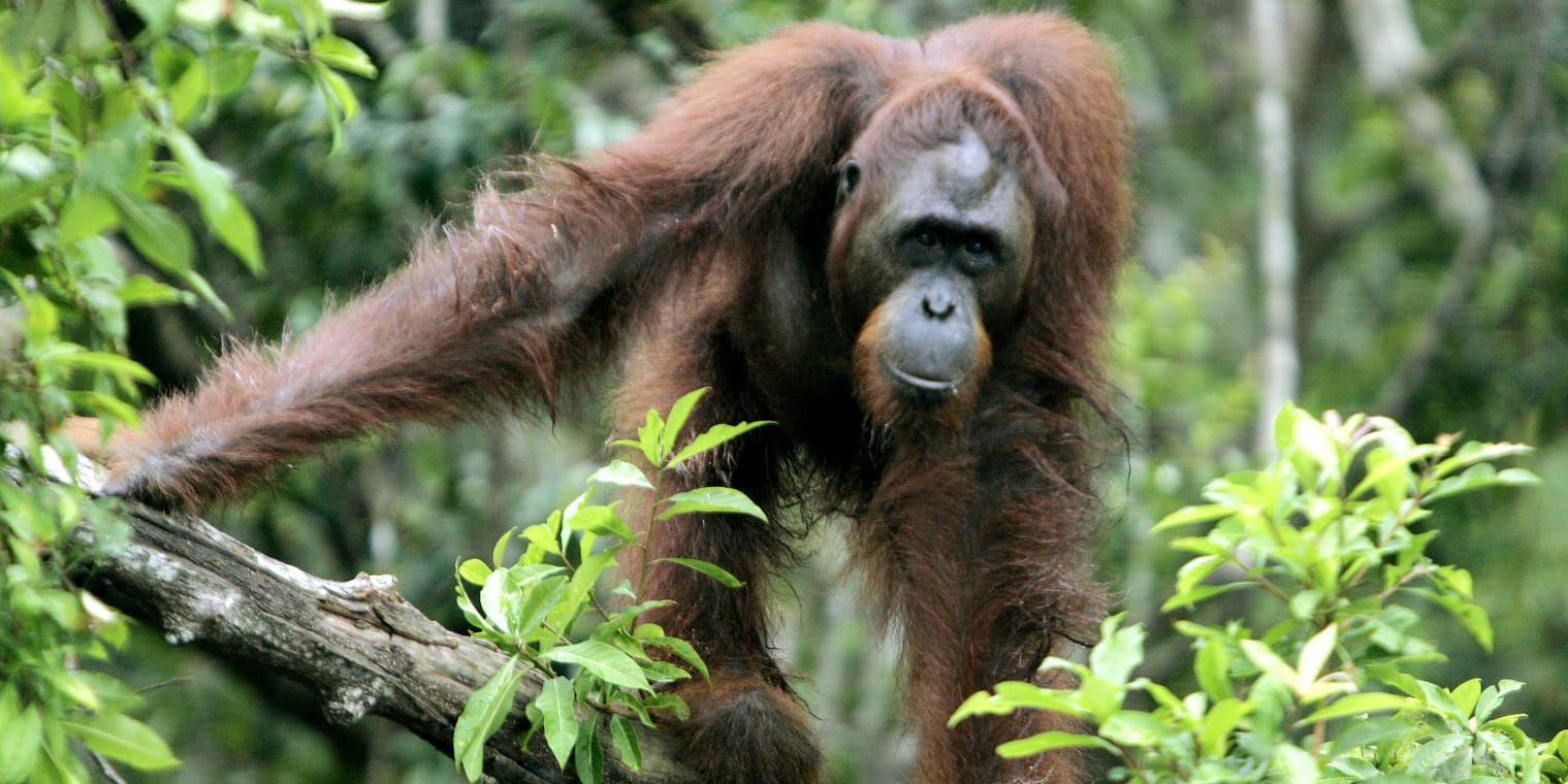 Orangutangerna på Borneo har minskat kraftigt på grund av skogsskövlingen de senaste 40 åren.