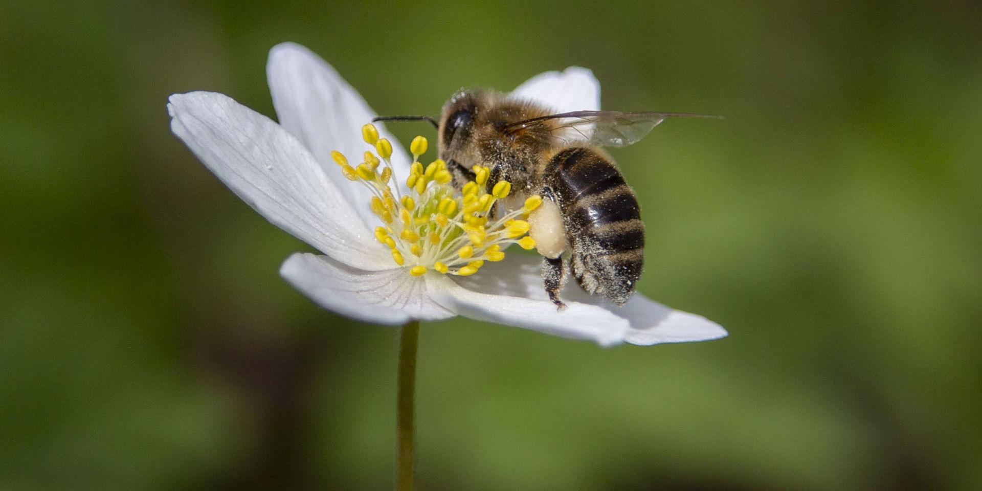 I Sverige finns cirka 270 vilda biarter och en tredjedel av dem är på väg att försvinna. Arkivbild.