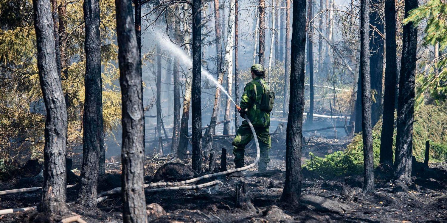 Flera skogsbränder i Dalarna, Värmland och Örebro misstänks vara anlagda. Bilden från en skogsbrand i Småland tidigare i juli. Arkivbild.