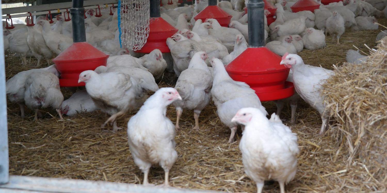 ”På drygt tio år har vi kycklingbönder i Halland minskat vårt klimatavtryck med nästan 20 procent.”
