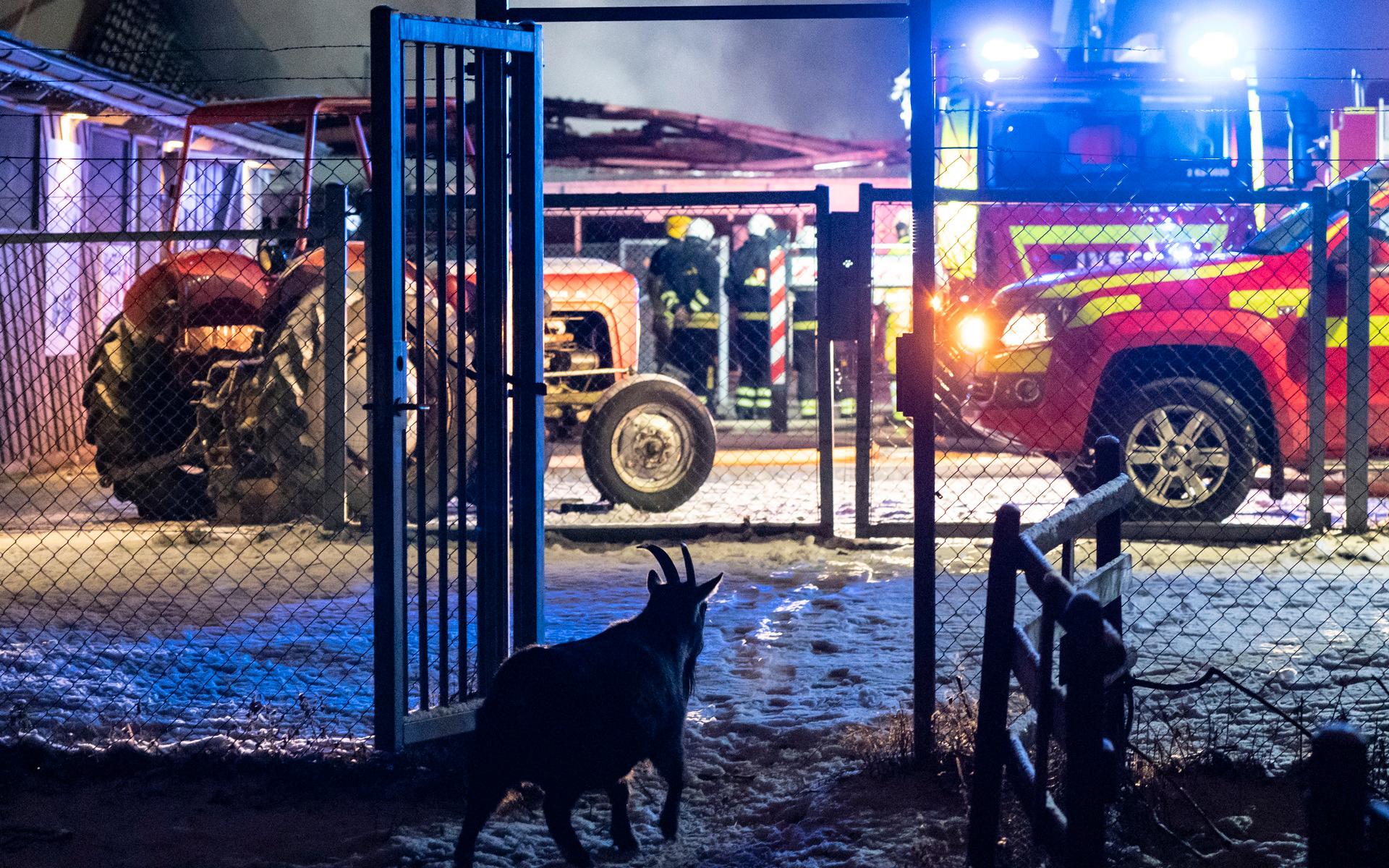 Flera mindre djur ska ha brunnit inne, men en get verkar ha klarat sig.