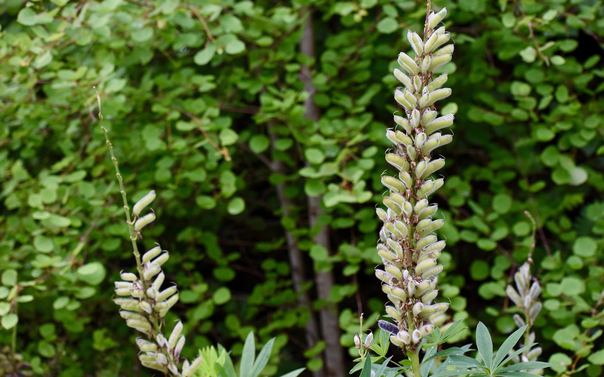 Att blomsterlupinen hotar våra svenska ängsväxter är inget olaga hot – men nog så farligt.
