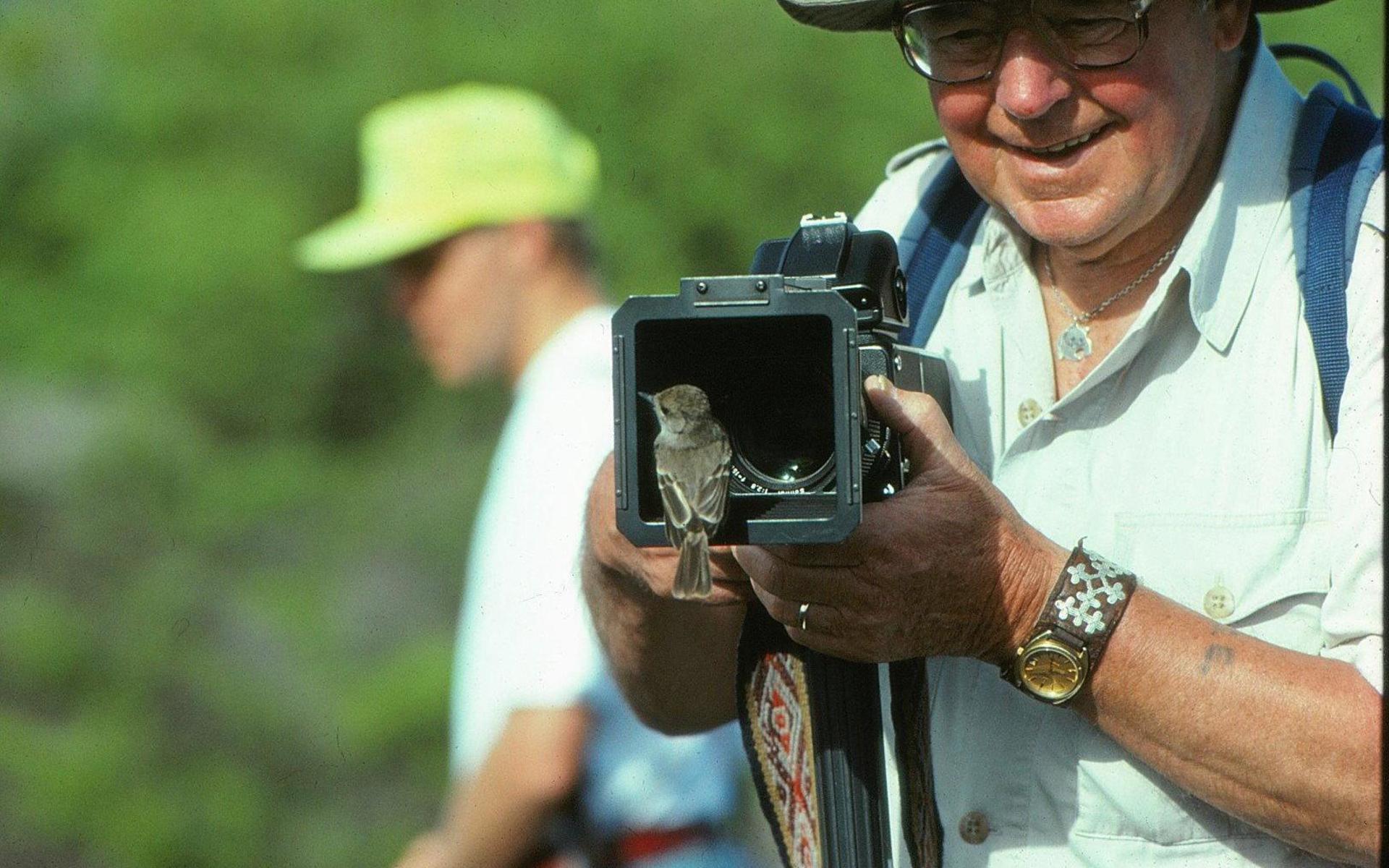 En närgången stornäbbad flugsnappare inspekterar Sven Gillsäters kamera på Galapagos. Bilden är från 1980-talet.