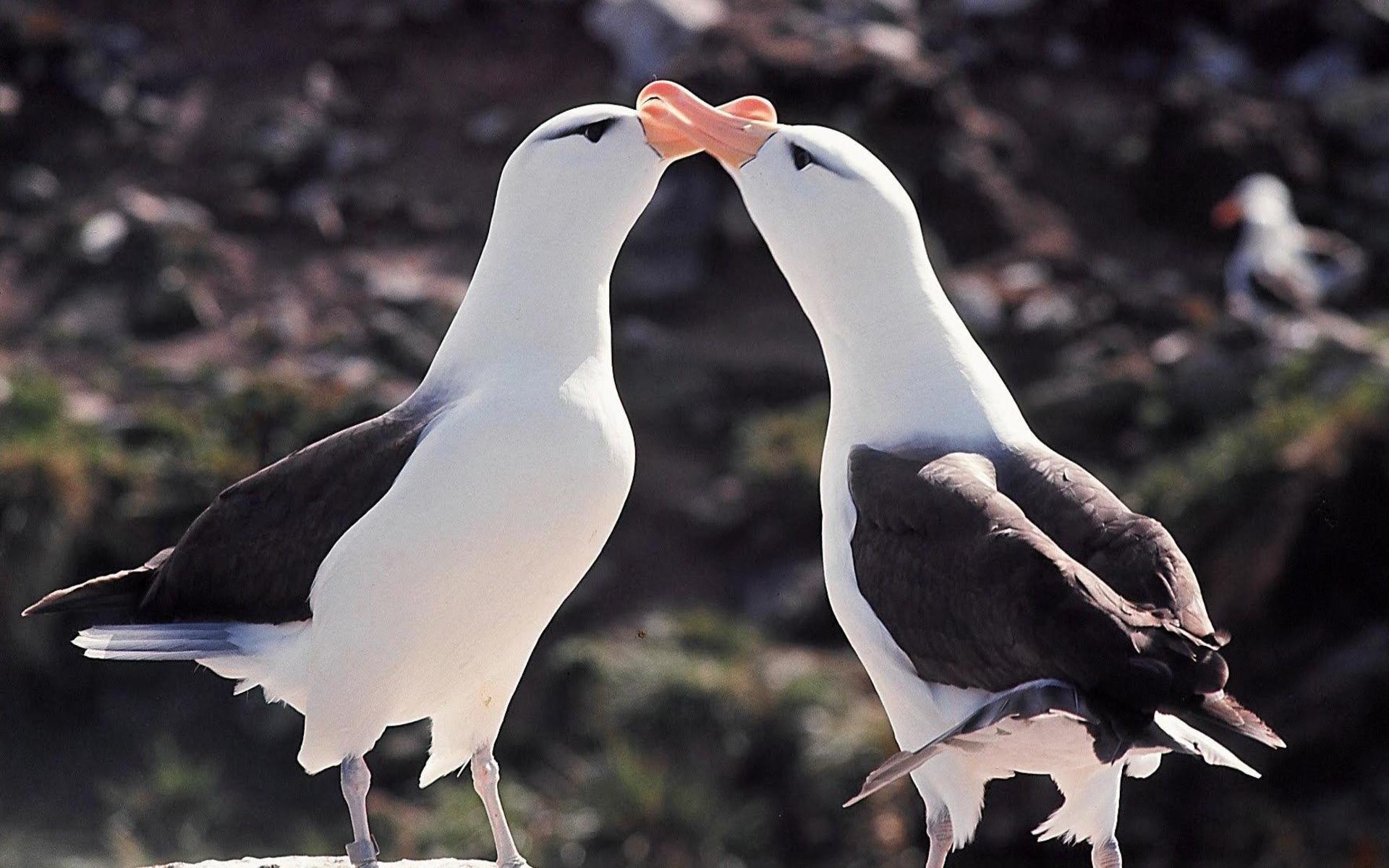 Albatrossar i parningslek på Galapagos, fångade av Sven Gillsäters kamera i slutet av 1960-talet.