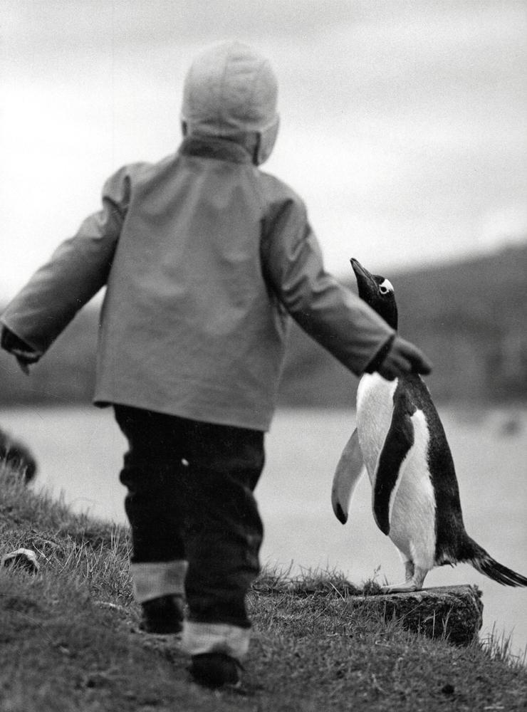 När sonen Björn förklarade att han var trött på att leka med pingviner insåg Sven Gillsäter att det var dags att lämna Falklandsöarna. ”Inte leka pingvin. Leka riktiga barn!” sa Björn.