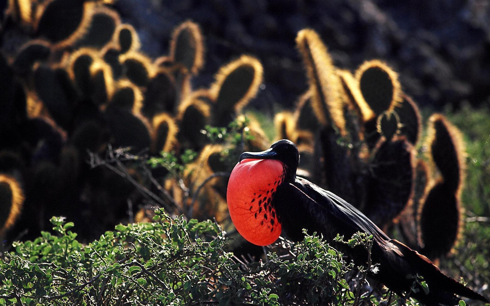 En fregattfågel visar upp sig i all sin prakt på Galapagos.