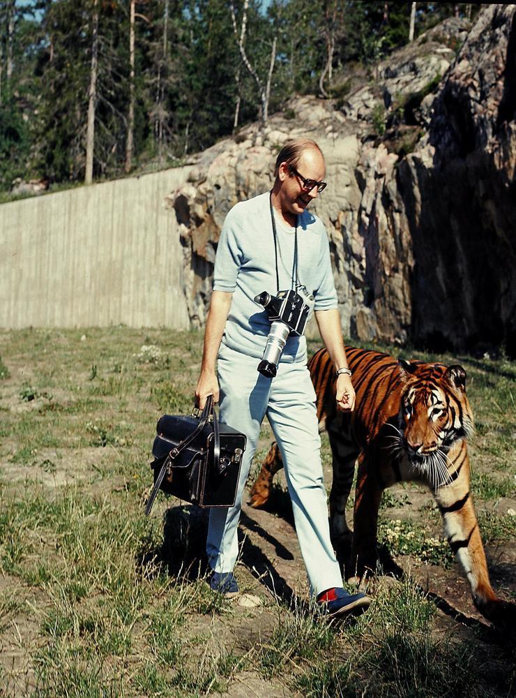 Sven Gillsäter får sällskap till fotograferingen av en tiger i Kolmården på 1970-talet.
