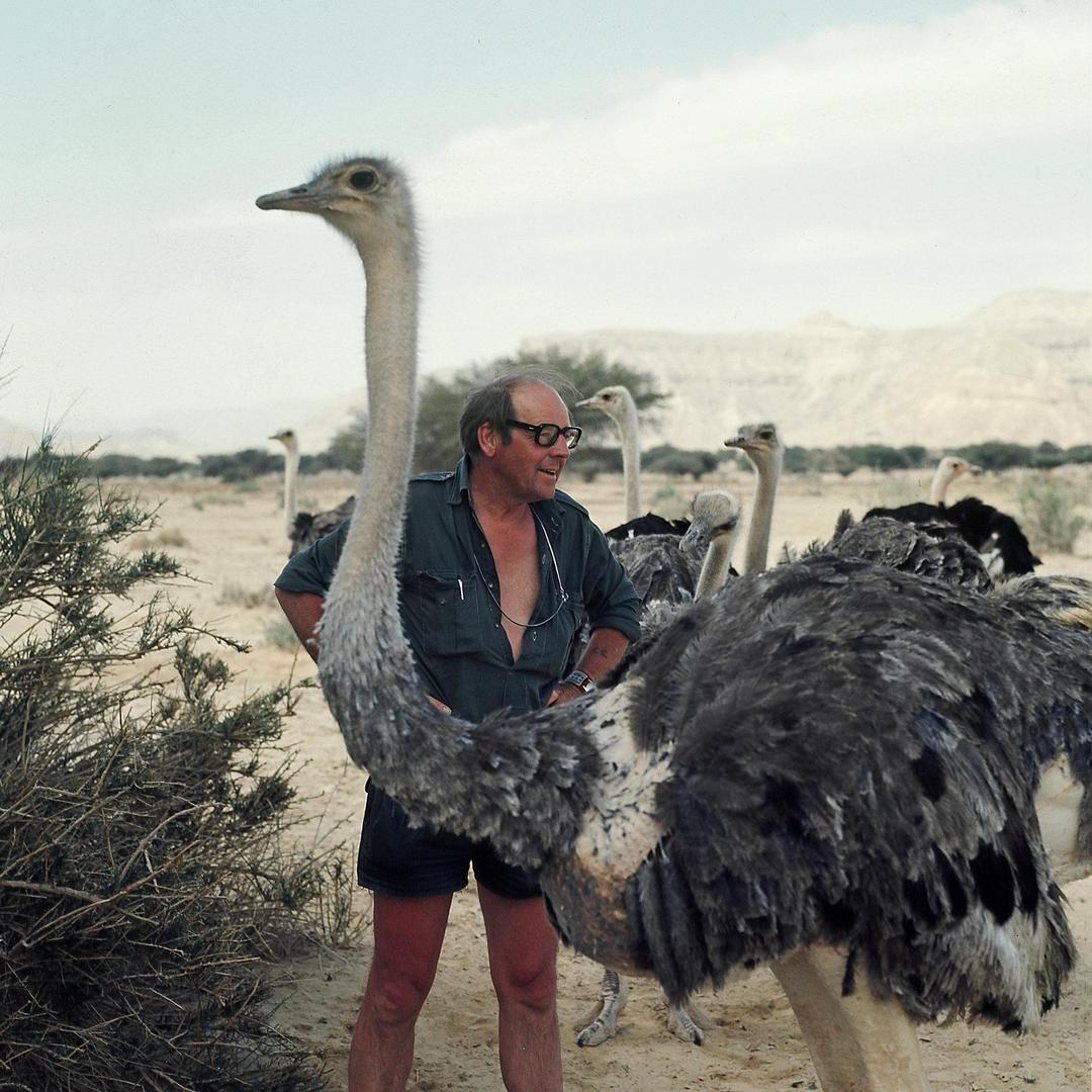 Fåglar finns i alla möjliga storlekar. Sven Gillsäter blev aldrig anfallen av något djur under sin karriär och de här strutsarna i Israel verkar han komma väl överens med.