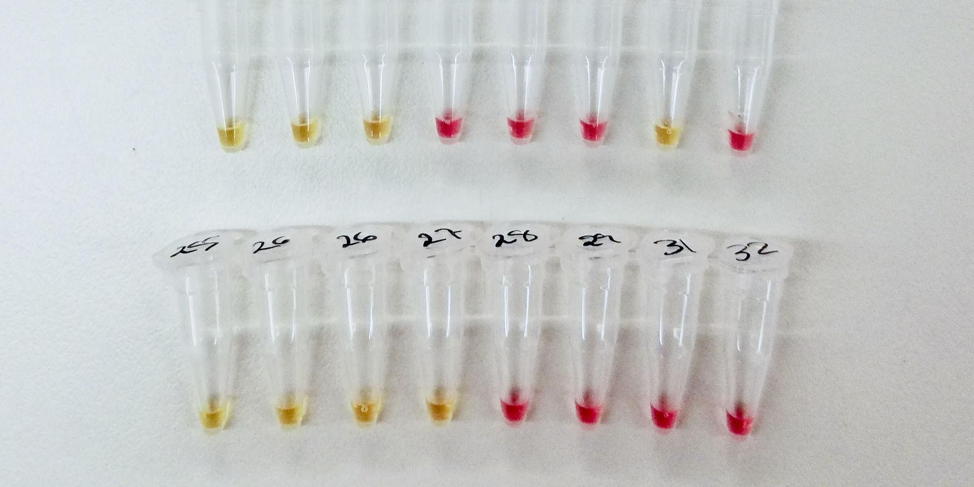 Efter cirka 30 minuter i 65 grader ändras färgen från rosa till gult om det finns virusgener i provet. Hittills har testerna gjorts med syntetiska virusgener i laboratoriemiljö. Nästa steg är att testa om metoden ger rätt svar på riktiga prover från människor.