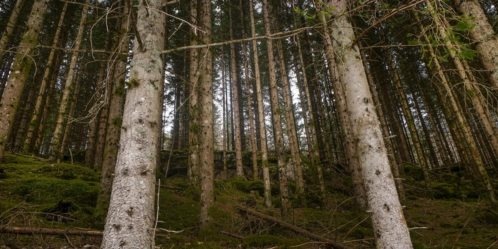 Skogens klimatnytta är stor, både genom att träden binder kol och att träprodukter tränger undan fossila produkter eller bränslen. 
