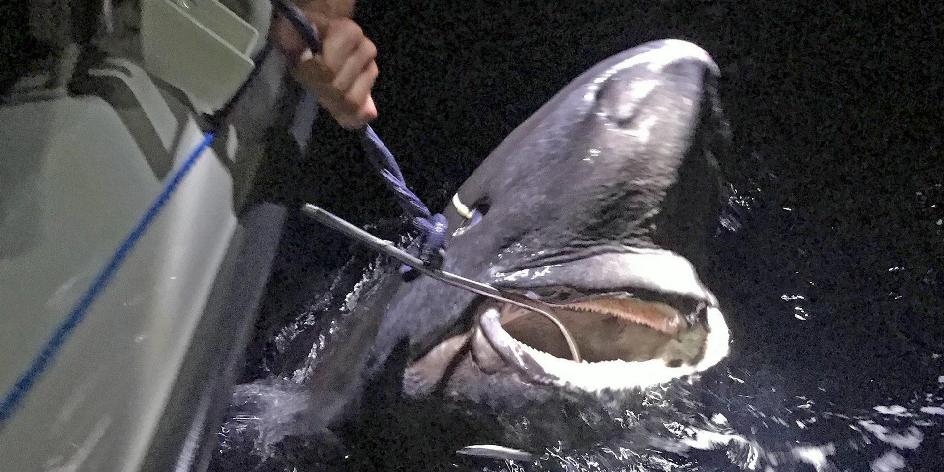 I mitten av juli fångades en 335 centimeter lång håkäring i Skagerrak. Fisken är nu utsedd till nytt svenskt sportfiskerekord.