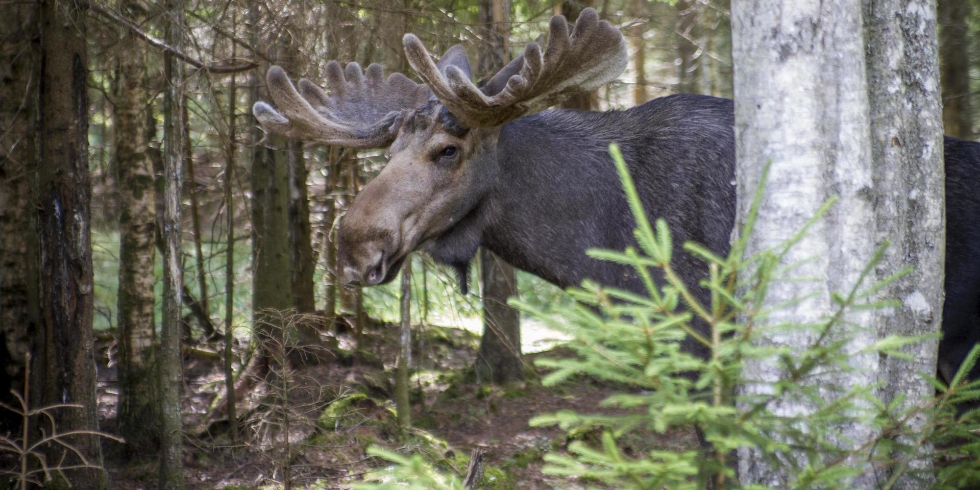 Magnus Gunnarsson på skogsstyrelsen vill ha en viltförvaltning som omfattar mer djur än älgen och menar att älgen inte är den enda boven i dramat när skog ska föryngras.