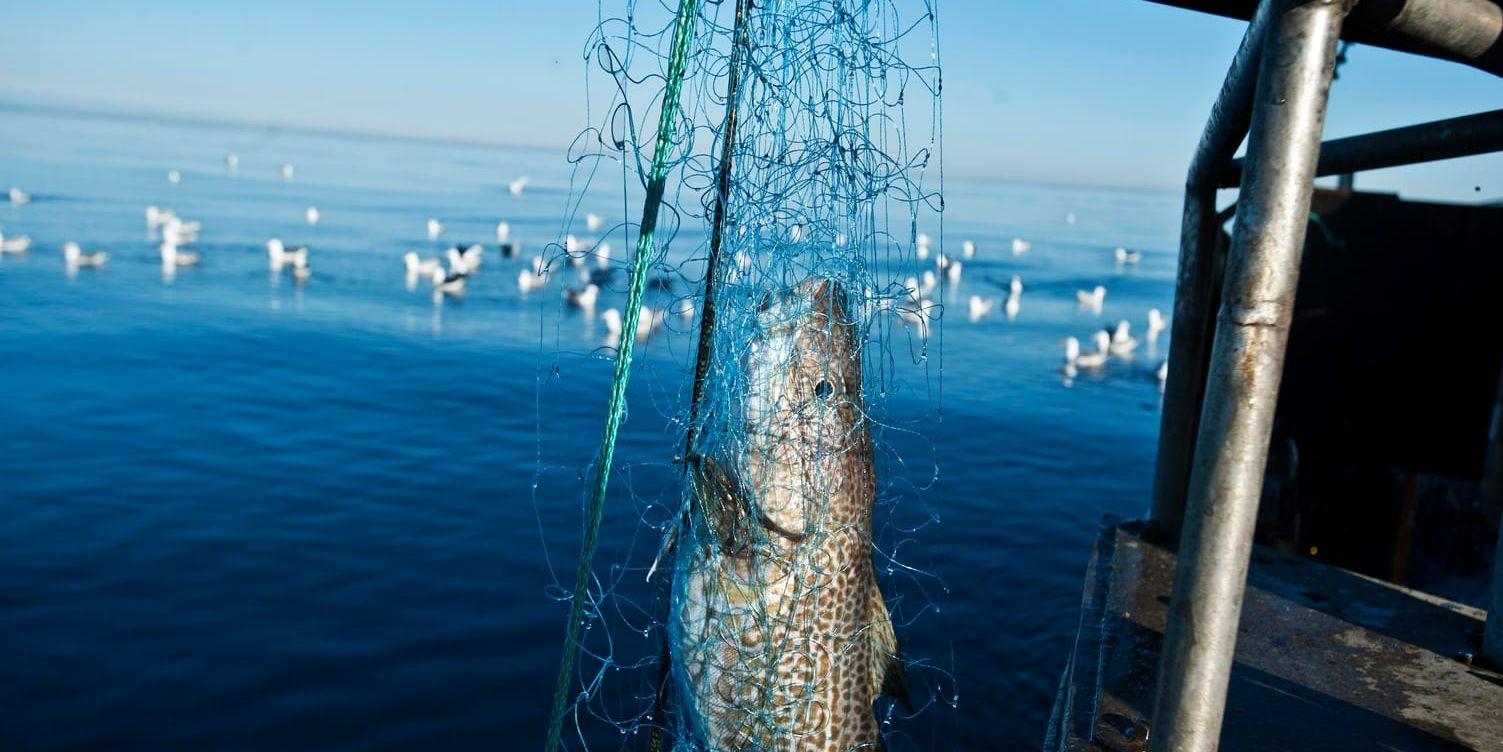 Danmark är starkt kritisk till det svenska förslaget om att begränsa fisket i Kattegatt.