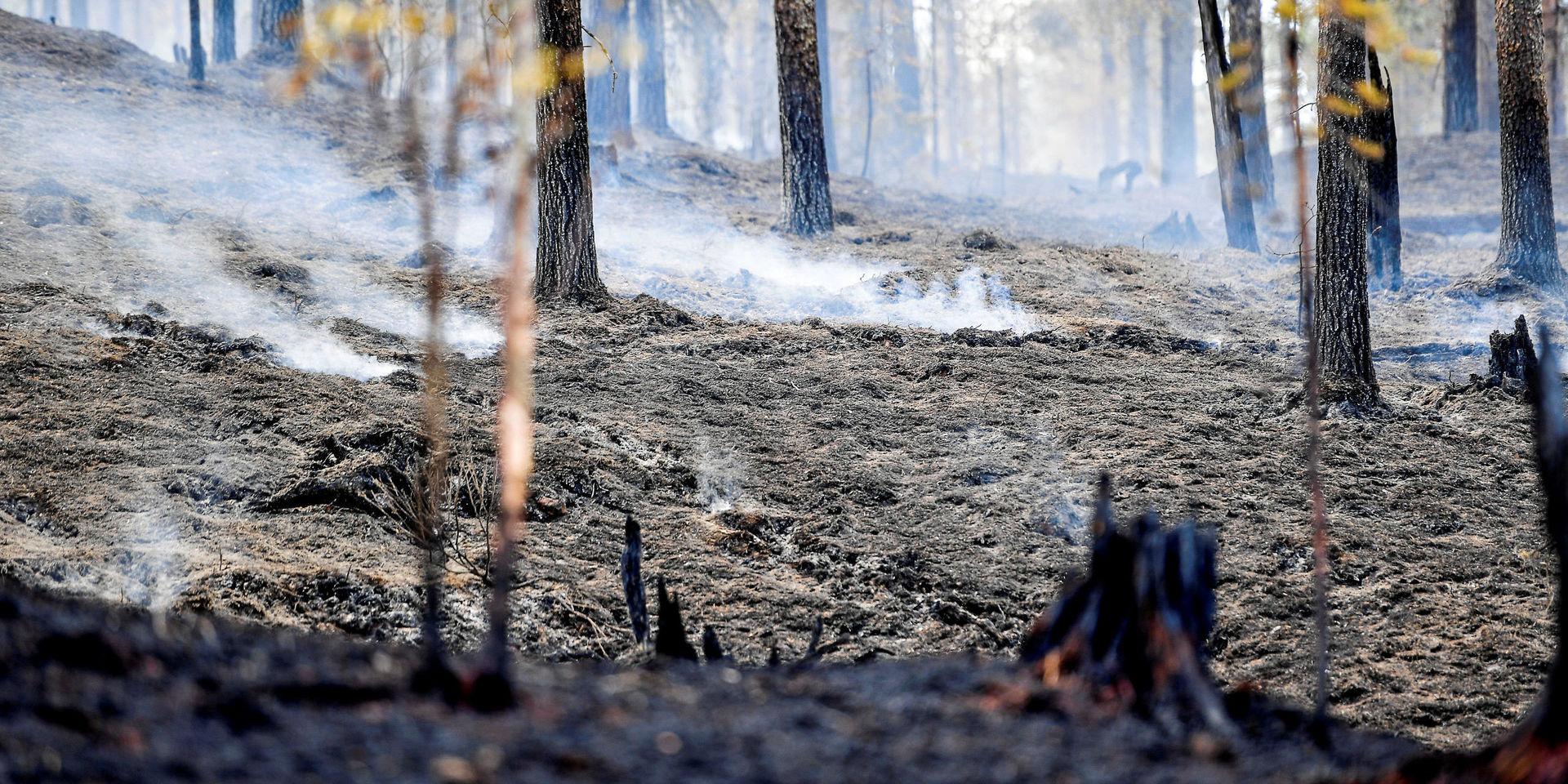 Förra årets långvariga värmebölja fick stora konsekvenser för den svenska skogsnäringen och jordbruket.