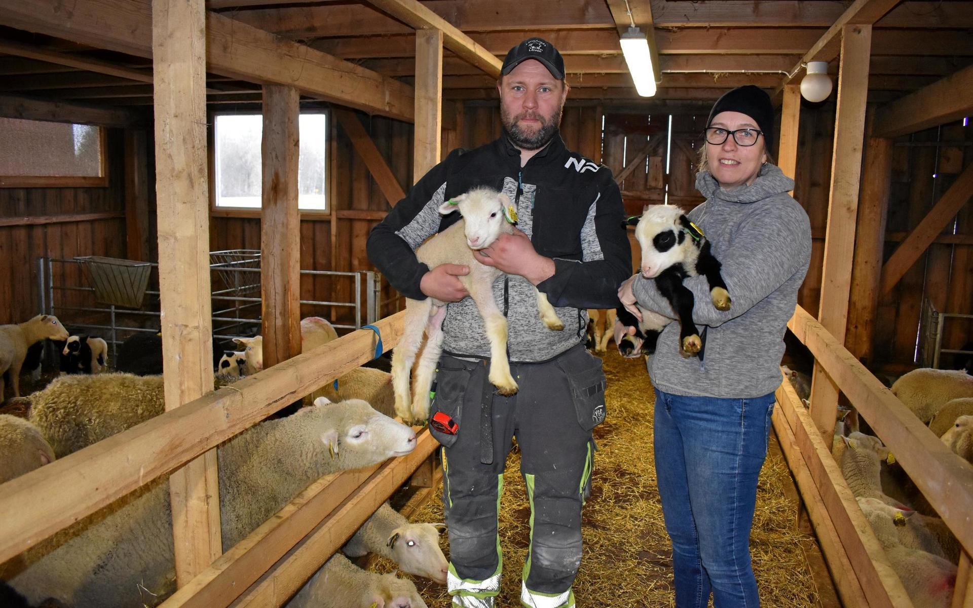 Marcus och Viktoria Gustavsson har utökat sitt företag Långaryds lamm med nya betesmarker, en till ladugård – och ett nytt bostadshus till sig själva. Klicka vidare i bildspelet!