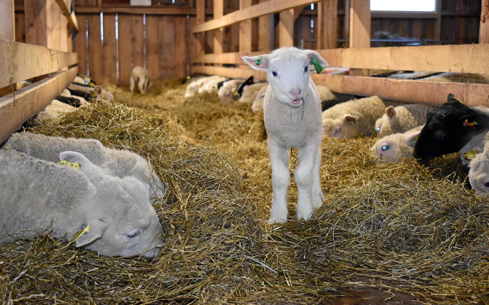 I den nya ladugården har tackor, baggar och lamm redan gjort sig hemmastadda. Sedan januari har 300 lamm fötts och ytterligare 50 väntas.