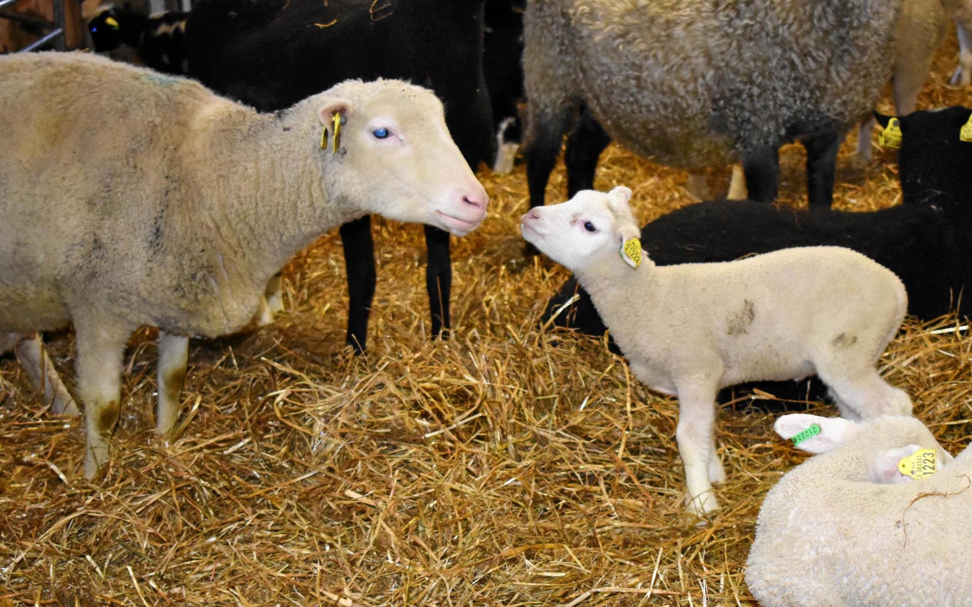 I den nya ladugården har tackor, baggar och lamm redan gjort sig hemmastadda. Sedan januari har 300 lamm fötts och ytterligare 50 väntas.