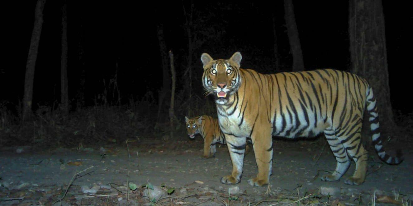 Tigrarna har ökat kraftigt i antal i Nepal i Sydasien. Tigrarna på bilden, en hona med unge, är fotograferade i kamerafälla i nationalparken Parsa.