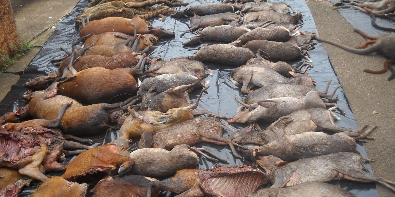 Ett beslag av illegalt dödade djur i Kamerun i Centralafrika. Merparten av djuren är dykarantiloper.