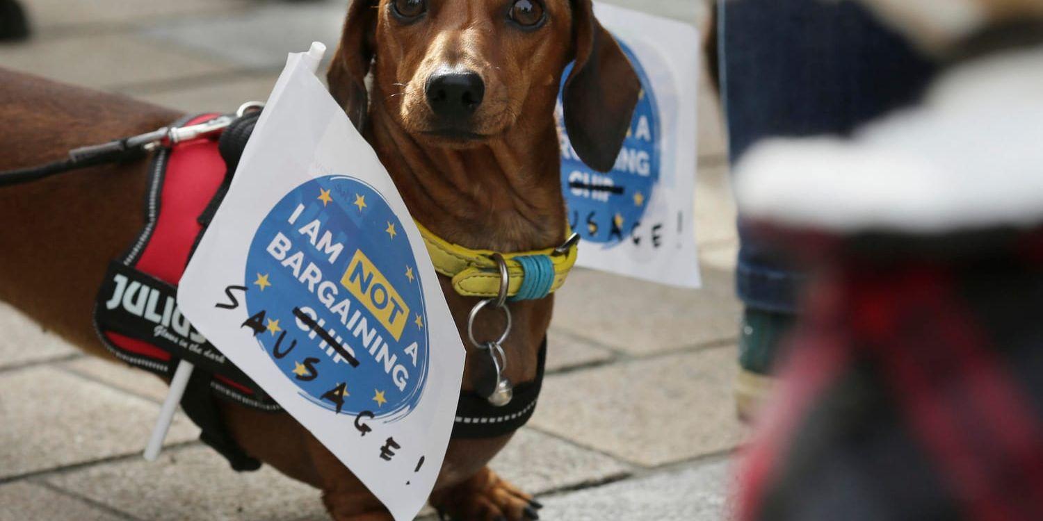 Hundar och deras ägare demonstrerar i London, med krav på en ny folkomröstning om brexit.
