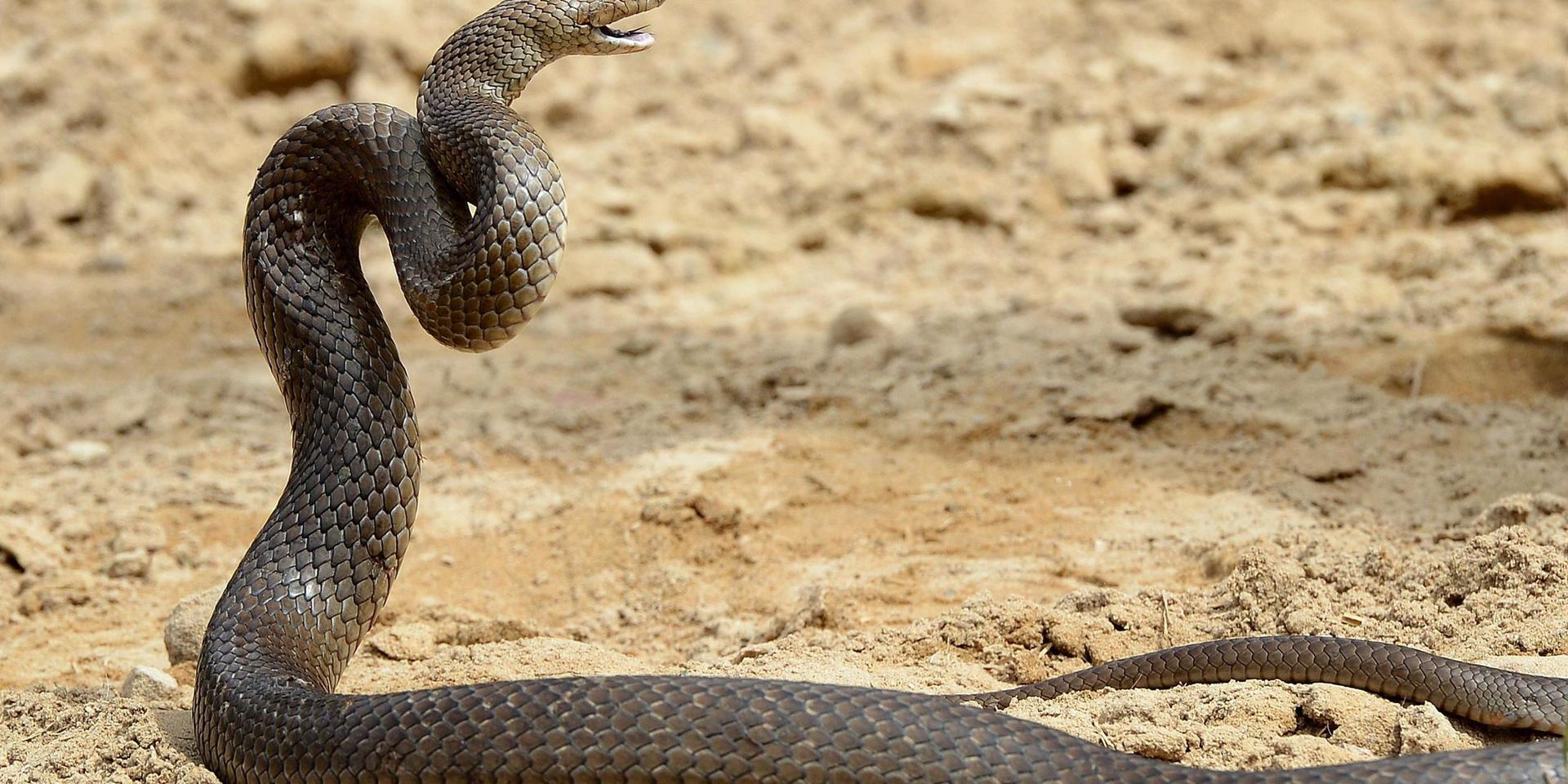 Brunorm är en av världens giftigaste ormar. Arkivbild. 