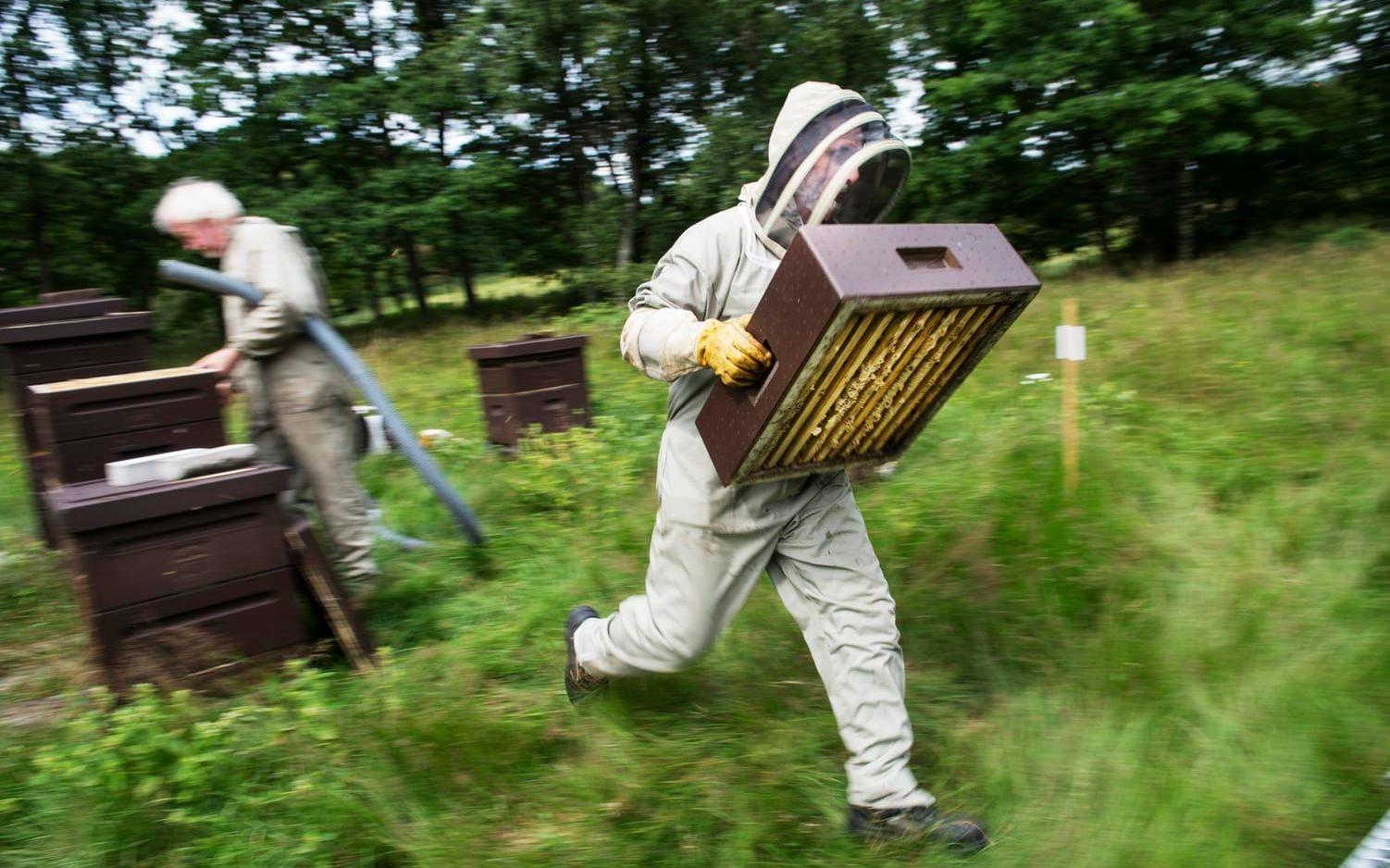 När Christer Ledel har blåst bort bina springer Hassan Hamou med honungen till släpet.