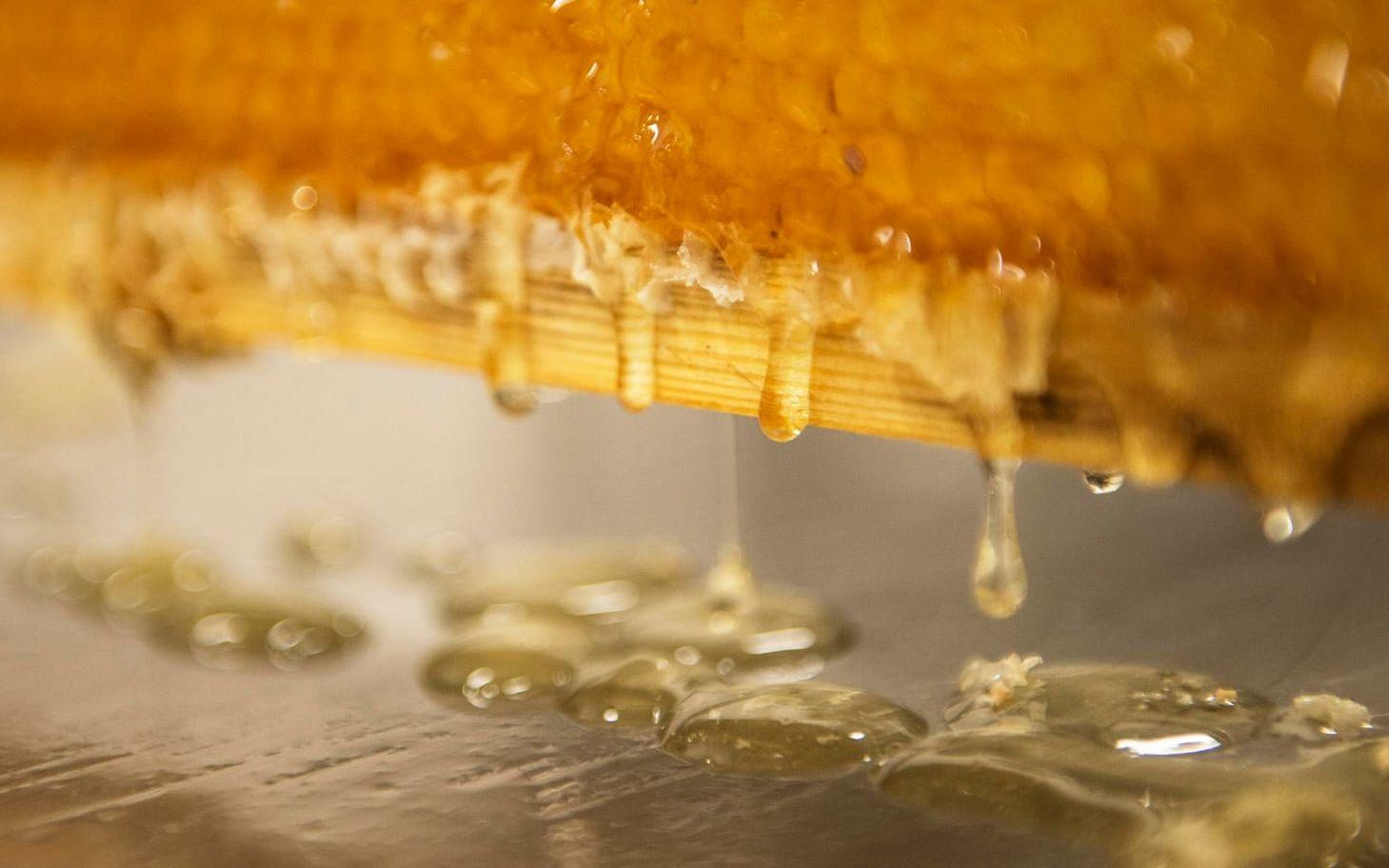 När Christer Ledel har dragit bort vaxet från ramen droppar den nyskördade honungen från ramen.