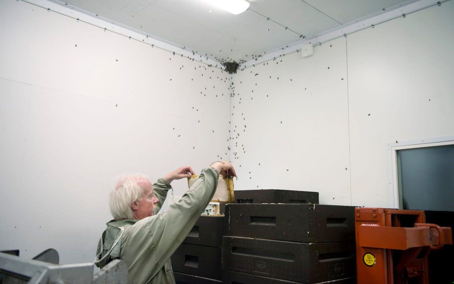 Trots att Christer blåser bort många av bina kommer en del med till lagret. De släpps ut senare.