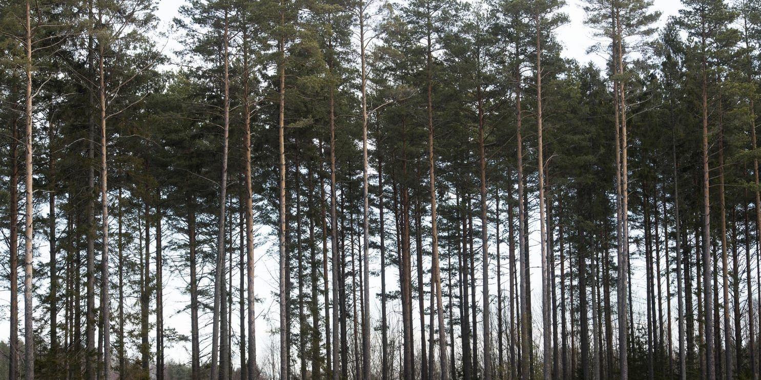 Södra köper skog av Storas hälftenägda bolag Bergvik. Arkivbild.