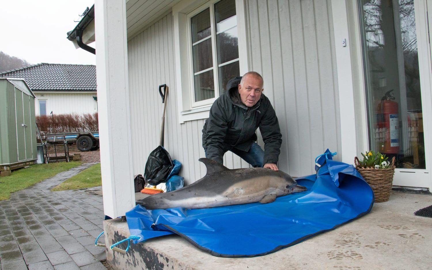 Bertil Gustavsson i Båstad tog den döda delfinen med sig hem. Det ytterst ovanliga fyndet går nu vidare till forskarna för undersökning.