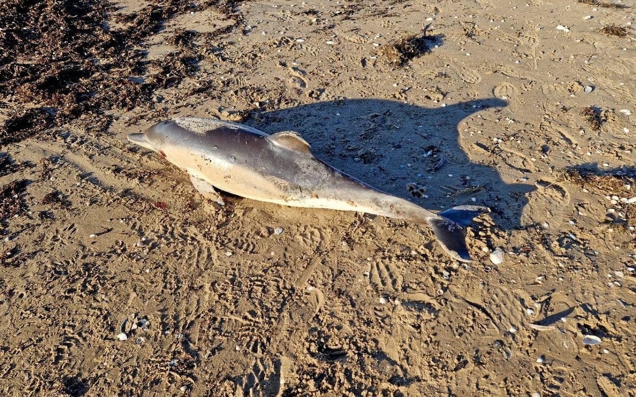Urban Lönn var en av flera som uppmärksammade och plåtade delfinen där den låg på stranden.