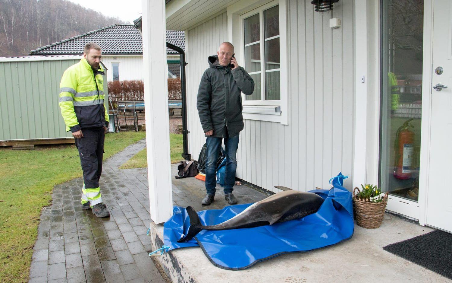 Naturhistoriska riksmuseet skickade en budfirma för att hämta djuret. Bertil Gustavsson fick många samtal om delfinen under tisdagen.