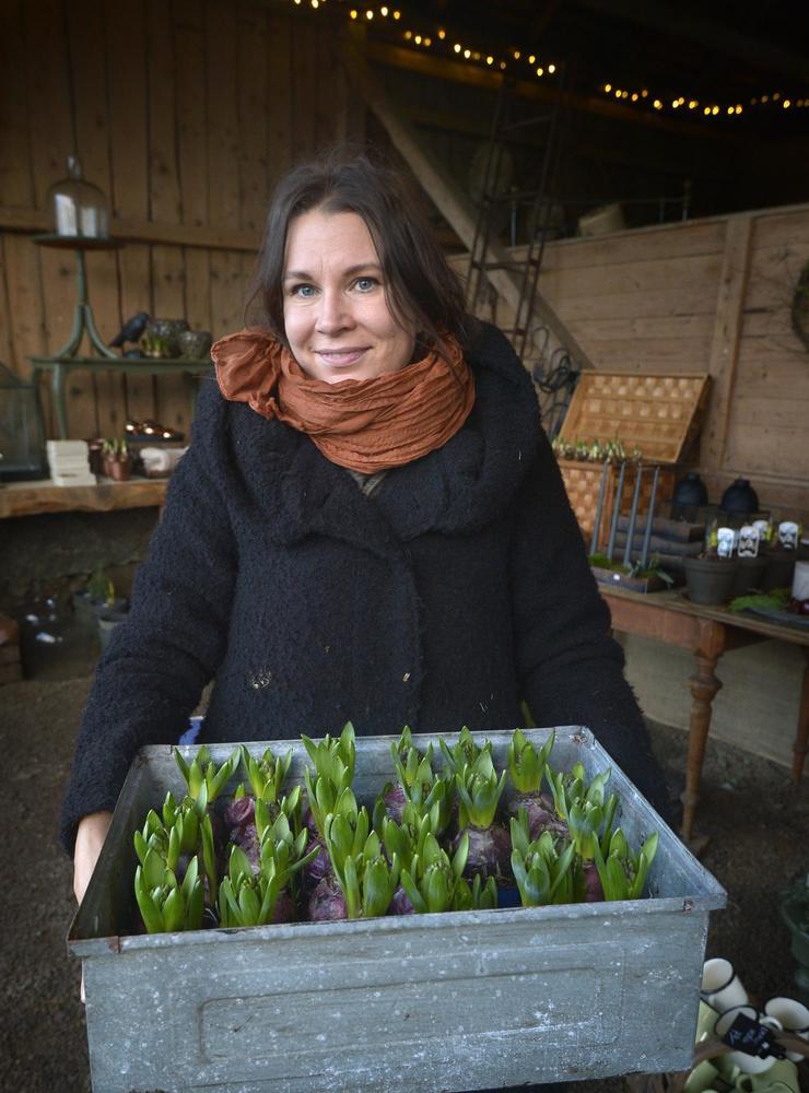 Marie Emilssons julmarknad bjuder på ett överflöd av hyacinter.