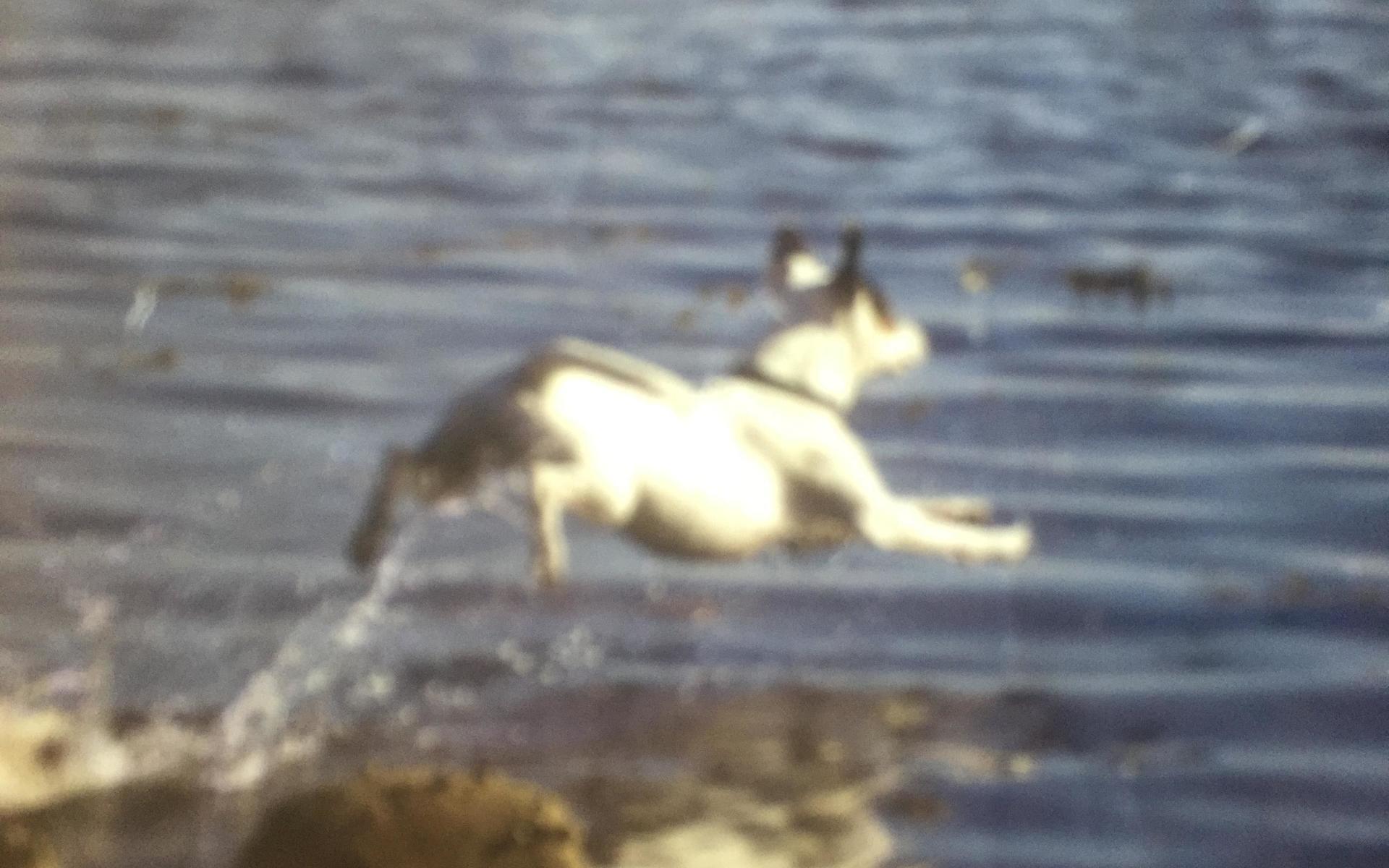 Hunden Vilma älskar att busa i vattnet. Bilden är inskickad av Hans-Olof Olsson. 