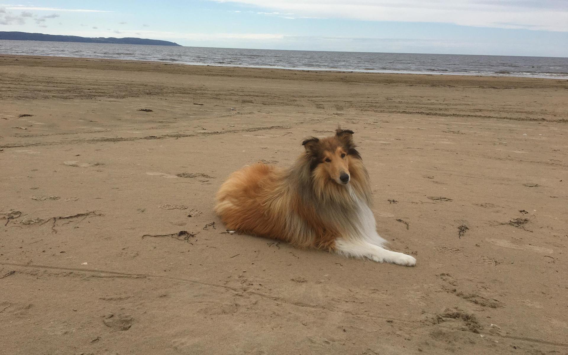 Hunden Qrolle hänger på stranden. Bilden är inskickad av Lars-Olof Ohlsson.
