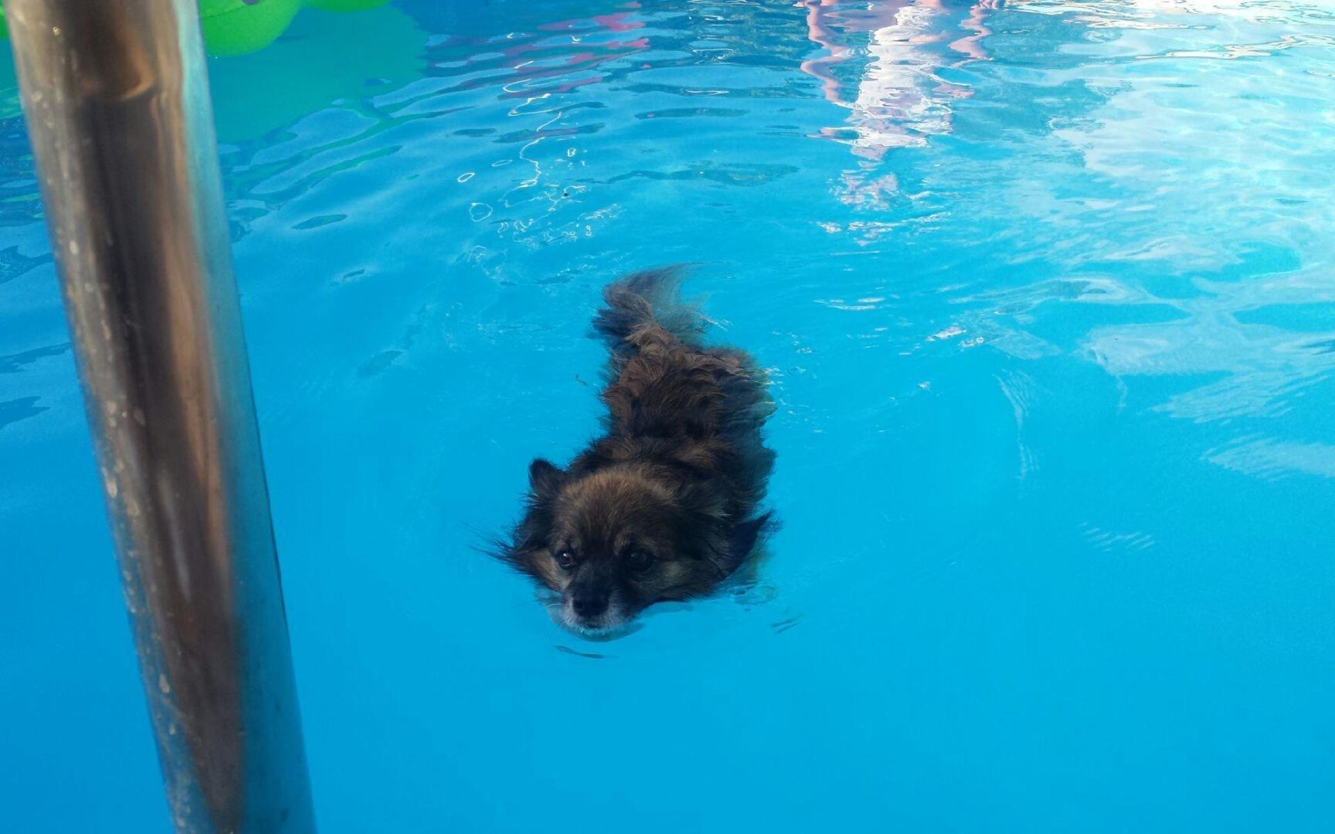 Hunden Leo tar sig ett dopp i Familjen Chronevalls pool.