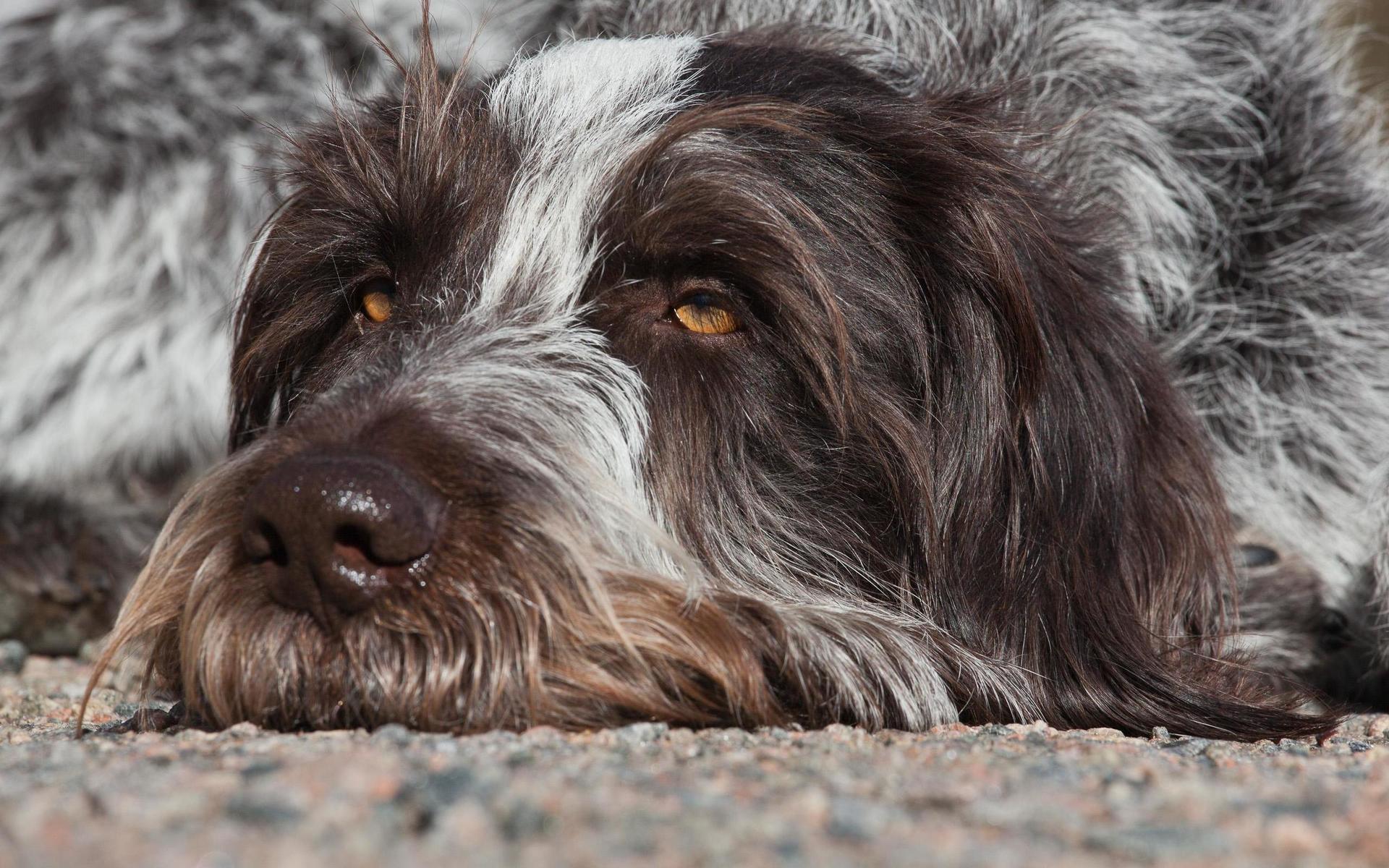 Hunden Kenza som bor i Stjärnarp. Bilden är insänd av Lasse.