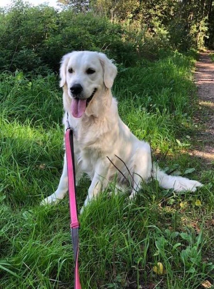Daisy är en go och glad Golden Retriver på hundpromenad i Frösakull när sommaren är som bäst.Inskickad av matte Pia Agnér Bertilsson.