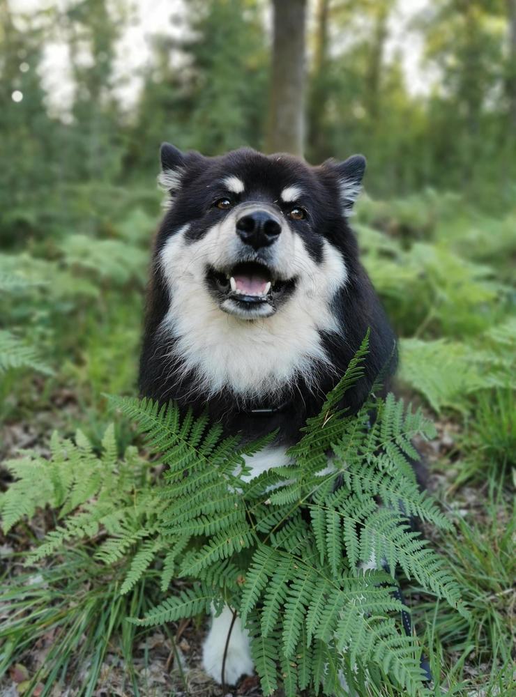 Tjahke är en femårig finsk lapphund (som dessutom poserar väldigt vackert). Enligt inskickaren är Tjahke både världens snällaste och världens finaste hund.